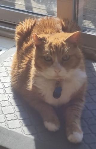 Lost Male Cat last seen Florence Columbus Road, Florence, NJ 08518