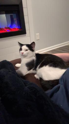 Lost Male Cat last seen mainsville church , Shippensburg, PA 17257