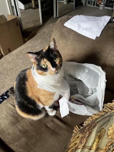 Lost Female Cat last seen Briggs Chaney Middle School, Silver Spring, MD 20905