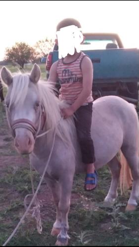 Lost Male Horse last seen Near private road 2268, Quinlan, TX 75474