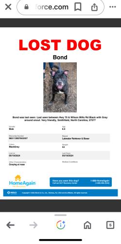 Lost Male Dog last seen Pace and Stancil Street, Johnston County, NC 27577
