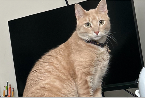 Lost Male Cat last seen Keokuk, Keystone avenue, Lakeville, MN 55044