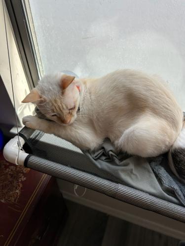 Lost Male Cat last seen pleasant ave , Independence, MO 64055