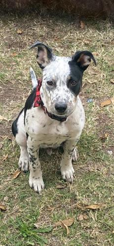 Lost Male Dog last seen  Stockyards Oklahoma city , Oklahoma City, OK 73108