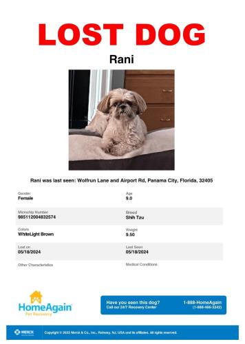 Lost Female Dog last seen Airport Rd and Wolfrun Lane, Panama City, FL 32405