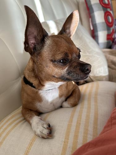 Lost Male Dog last seen Reedley st and Dorrington Ave, Los Angeles, CA 91331