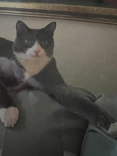 Lost Female Cat last seen Scenic Hills Country Club, Ferry Pass, FL 32514