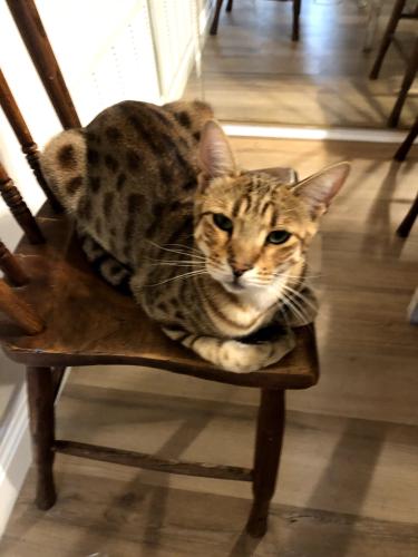 Lost Male Cat last seen Tecolote Canyon, San Diego, CA 92111