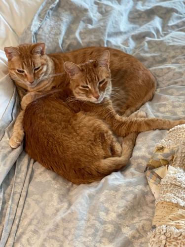 Lost Male Cat last seen Wellesley Ave and Darlington Ave in Brentwood Los Angeles, Los Angeles, CA 90049