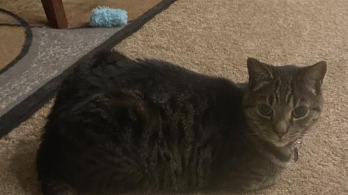 Lost Male Cat last seen Spring Mountain and Hualapai, Las Vegas, NV 89147