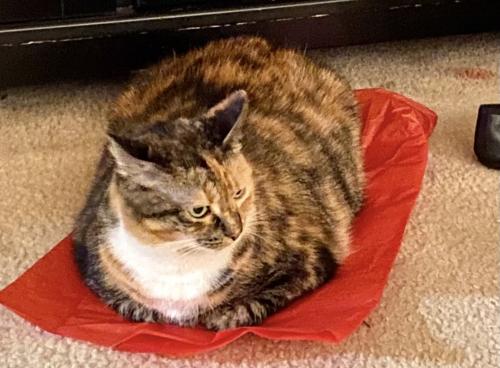 Lost Female Cat last seen St. Augustine Ct and Prince Phillip , Olney, MD 20832
