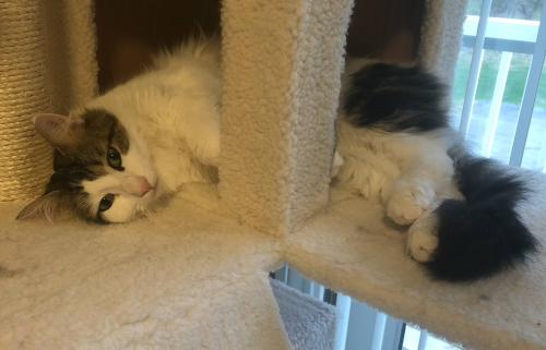 Lost Male Cat last seen Albion Rd, Middle Turnpike, Bedford, MA 01730