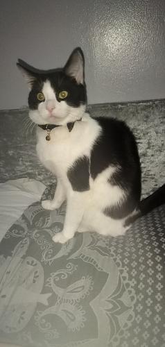Lost Male Cat last seen Worsely road north , Worsley, England M28 3GW