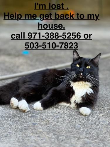 Lost Male Cat last seen Brenna Ave NE , Salem, OR 97301