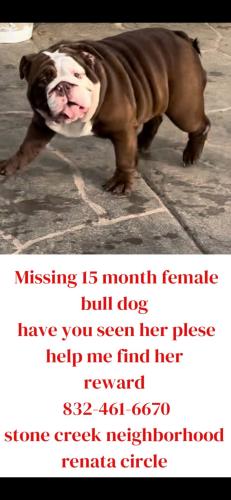 Lost Female Dog last seen Renata circle & Sansanh, Houston, TX 77084