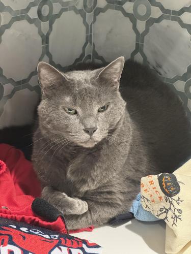 Lost Male Cat last seen Canterbury Dr and Merrymount Rd, Fort Worth, TX 76107