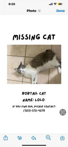 Lost Male Cat last seen Centerton, Centerton, AR 72719