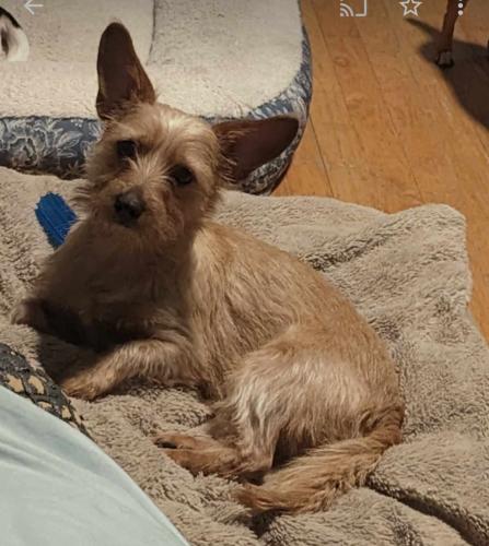 Lost Female Dog last seen Austin right by west suburban hosp , Chicago, IL 60644