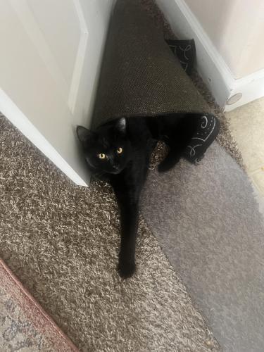 Lost Male Cat last seen Wallace rd nw, Salem, OR 97304