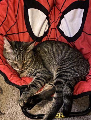 Lost Female Cat last seen Number 2 rd and west central Ave , Howey-in-the-Hills, FL 34737