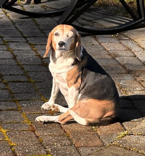 Lost Female Dog last seen Hall Rd/Old Pascagoula Rd/Highway90/close to MS State Line, Grand Bay, AL 36541
