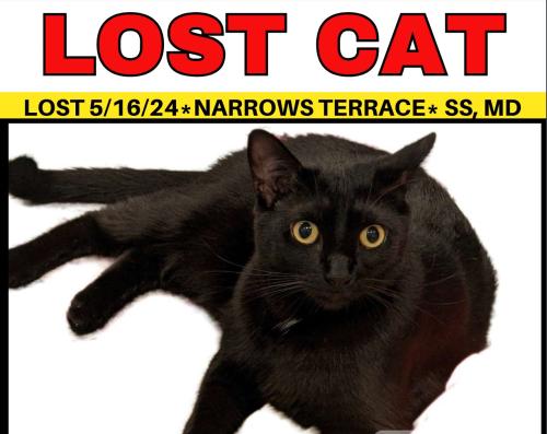 Lost Male Cat last seen Layhill Road and Norbeck Road, Silver Spring, MD 20906