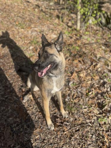 Lost Female Dog last seen Top rocks trail, Haycock Township, PA 18930