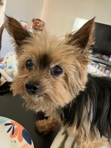 Lost Female Dog last seen South Avenue, Clifton Heights, PA 19018