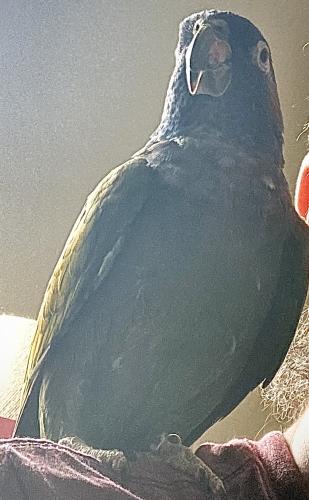 Lost Male Bird last seen Winkler and Gladiolus , Cypress Lake, FL 33919