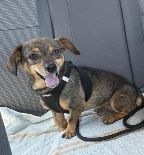 Lost Male Dog last seen Florence and whitsett Ave near Boys Burgers, Los Angeles, CA 90001
