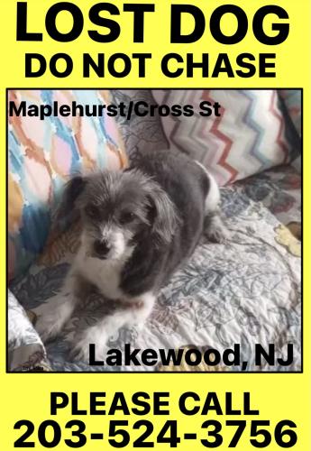 Lost Female Dog last seen MapleHurst and Cross Street Lakewood NJ , Ocean County, NJ 08701
