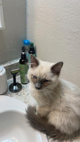 Lost Male Cat last seen 88th and grant st , Thornton, CO 80229