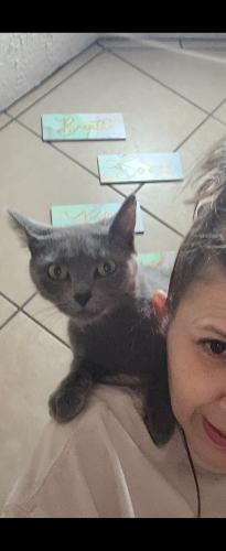 Lost Female Cat last seen Prospect between post and mitthoeffer , Indianapolis, IN 46239