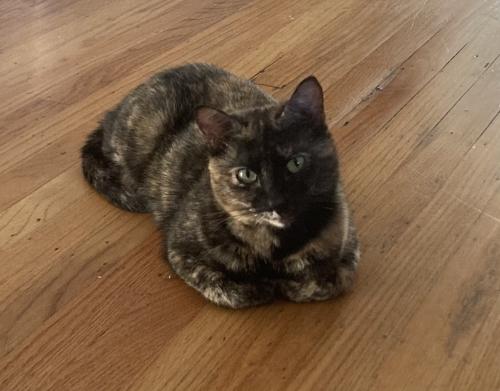 Lost Female Cat last seen W. 8th St and Linden, Davis, CA 95616