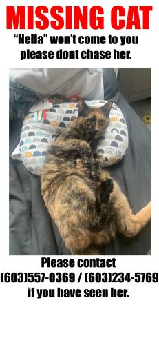 Lost Female Cat last seen Bartemus trail nashua nh 03063, Nashua, NH 03063