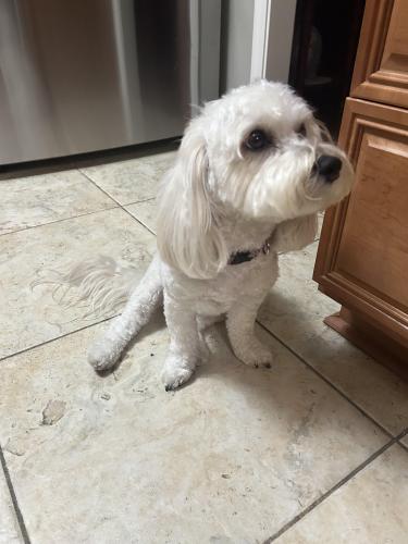 Lost Female Dog last seen 98th and and bell rd, Sun City, AZ 85373