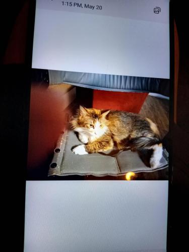 Lost Female Cat last seen Cemetery on hwy 91, Denison, TX 75020