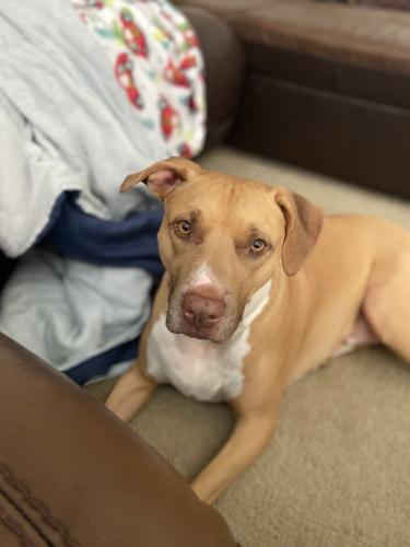 Lost Male Dog last seen Basswood & Teal Dr. , Fort Worth, TX 76137
