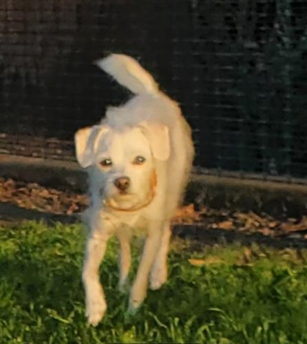 Lost Female Dog last seen Goldenwest College Swap Meet, Huntington Beach, CA 92647