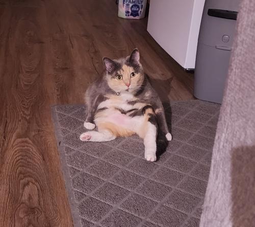 Lost Female Cat last seen 24th street and Colfax Ave S , Minneapolis, MN 55405