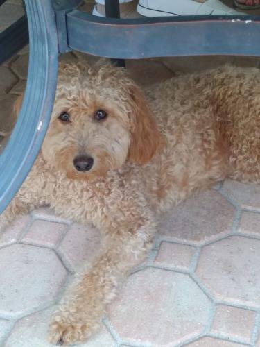Lost Female Dog last seen Near El Pardo Dr, Trinity, FL 34655, Trinity, FL 34655