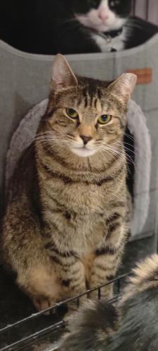 Lost Male Cat last seen Inwood & Plateau, Fort Lee, NJ 07010