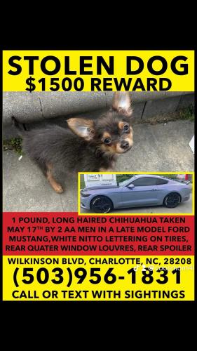 Lost Male Dog last seen The gas station near Walmart , Charlotte, NC 28214