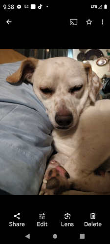 Lost Male Dog last seen Reche road and yucca Mesa road, Yucca Valley, CA 92284