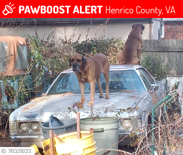 Lost Male Dog last seen Midview And Holland Street Henrico VA 23231, Henrico County, VA 23231