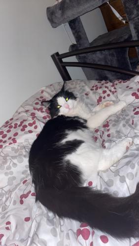 Lost Male Cat last seen Queen Mary and Clanrd , Montréal, QC H3X 2S3