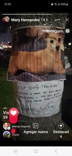 Lost Female Dog last seen River road y cota corona cal, Corona, CA 92882