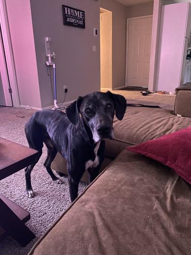 Lost Male Dog last seen Guadalupe and Extension , Mesa, AZ 85210