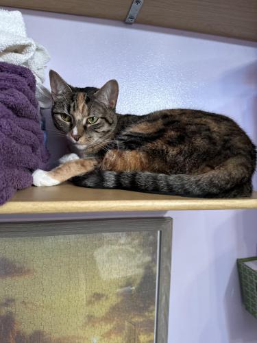 Lost Female Cat last seen Route 9W speedway , West Haverstraw, NY 10993