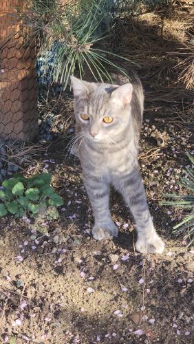 Lost Female Cat last seen Plumlee way, Grants Pass, OR 97527